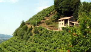 prosecco
