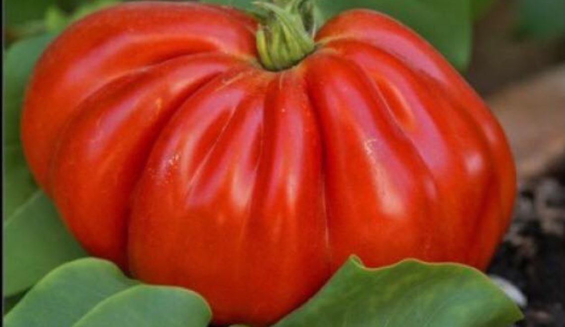 Torneranno i pomodori