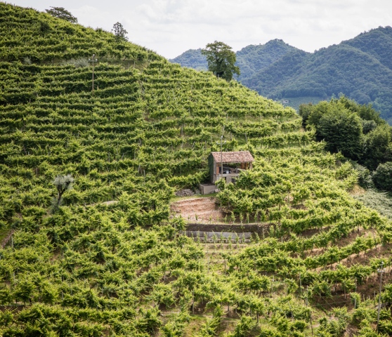 Prosecco, i “dubbi” di Unesco sul riconoscimento delle colline